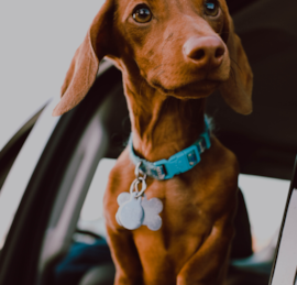 Dachshund Puppies For Sale - Windy City Pups